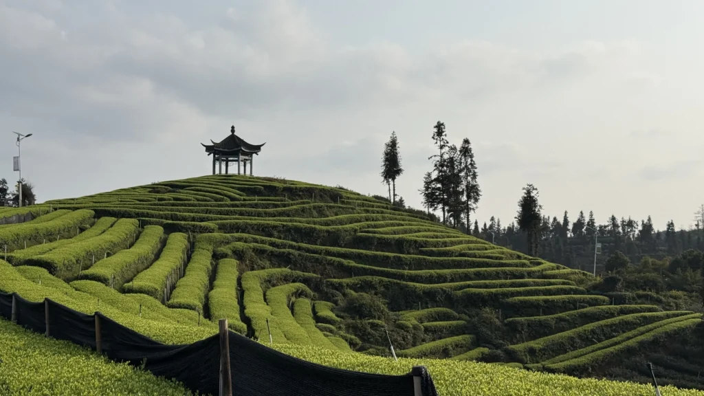 Authentischer, im Schatten gewachsener Grüntee für die Herstellung von Premium-Matcha