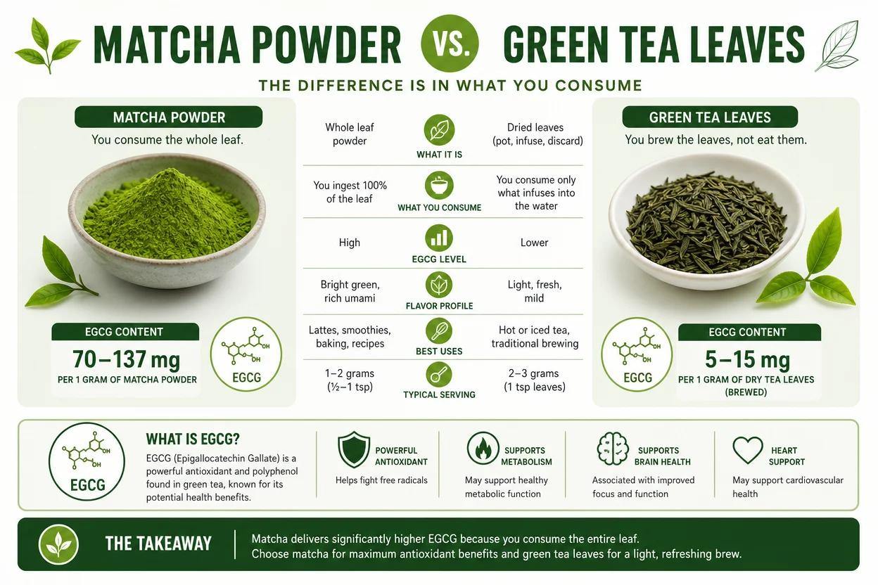 Matcha versus green tea infographic showing EGCG content comparison