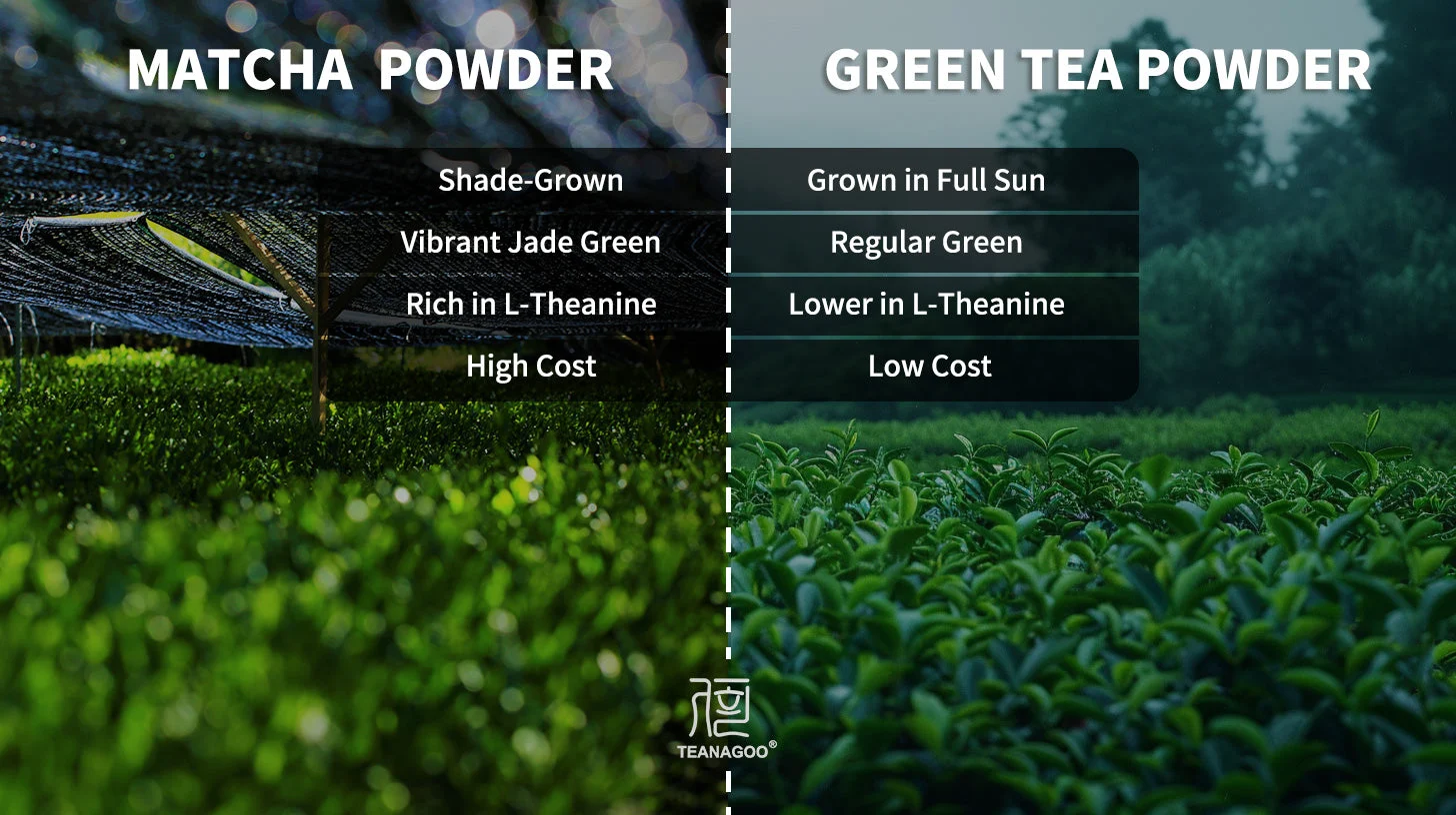 Bubuk matcha dalam mangkuk bambu chasen tradisional dengan pengocok seremonial - persiapan matcha premium