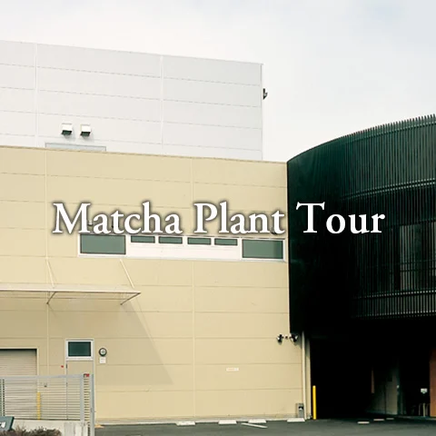 Japanese matcha stone mill factory - traditional granite grinding process for premium ceremonial grade matcha