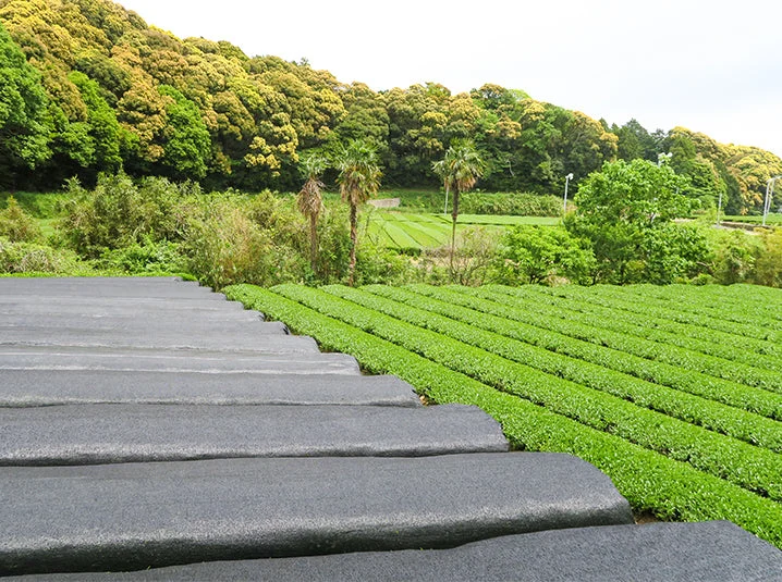 Japanese tencha tea plantation with traditional shade-growing structures - tencha is the raw material for matcha, grown under shade for 20-30+ days before harvest