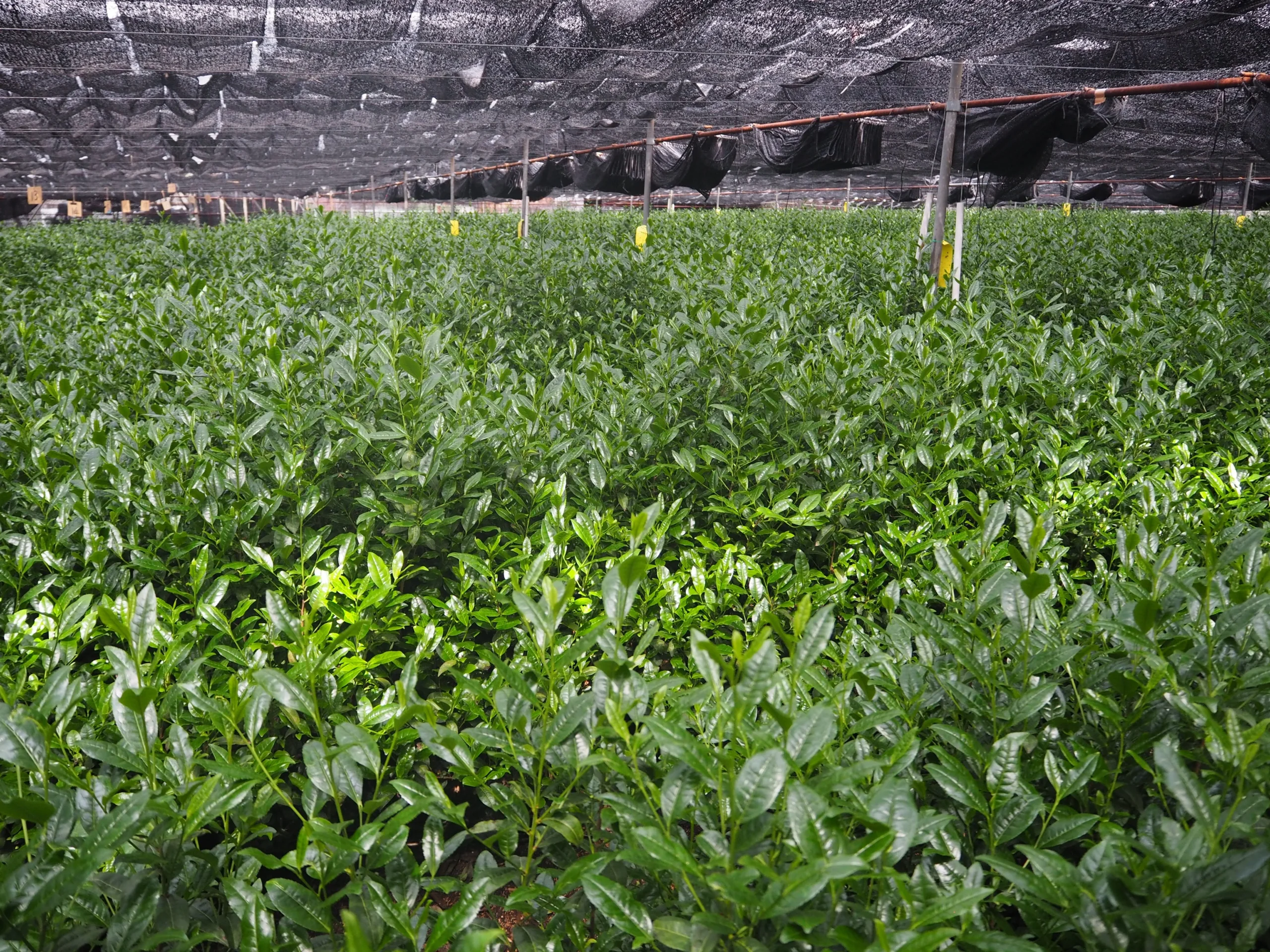 Shade-grown tencha field in Japan - traditional tana canopy covering for matcha tea cultivation