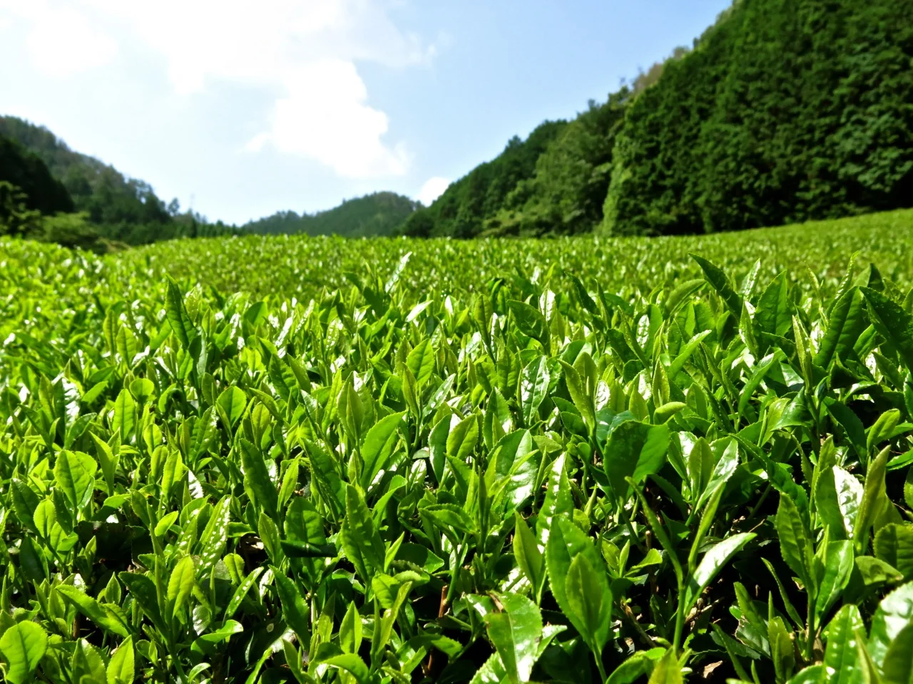 Tea farm visit in Uji, Kyoto - inspecting matcha cultivation and processing facilities in Japan's premium tea region