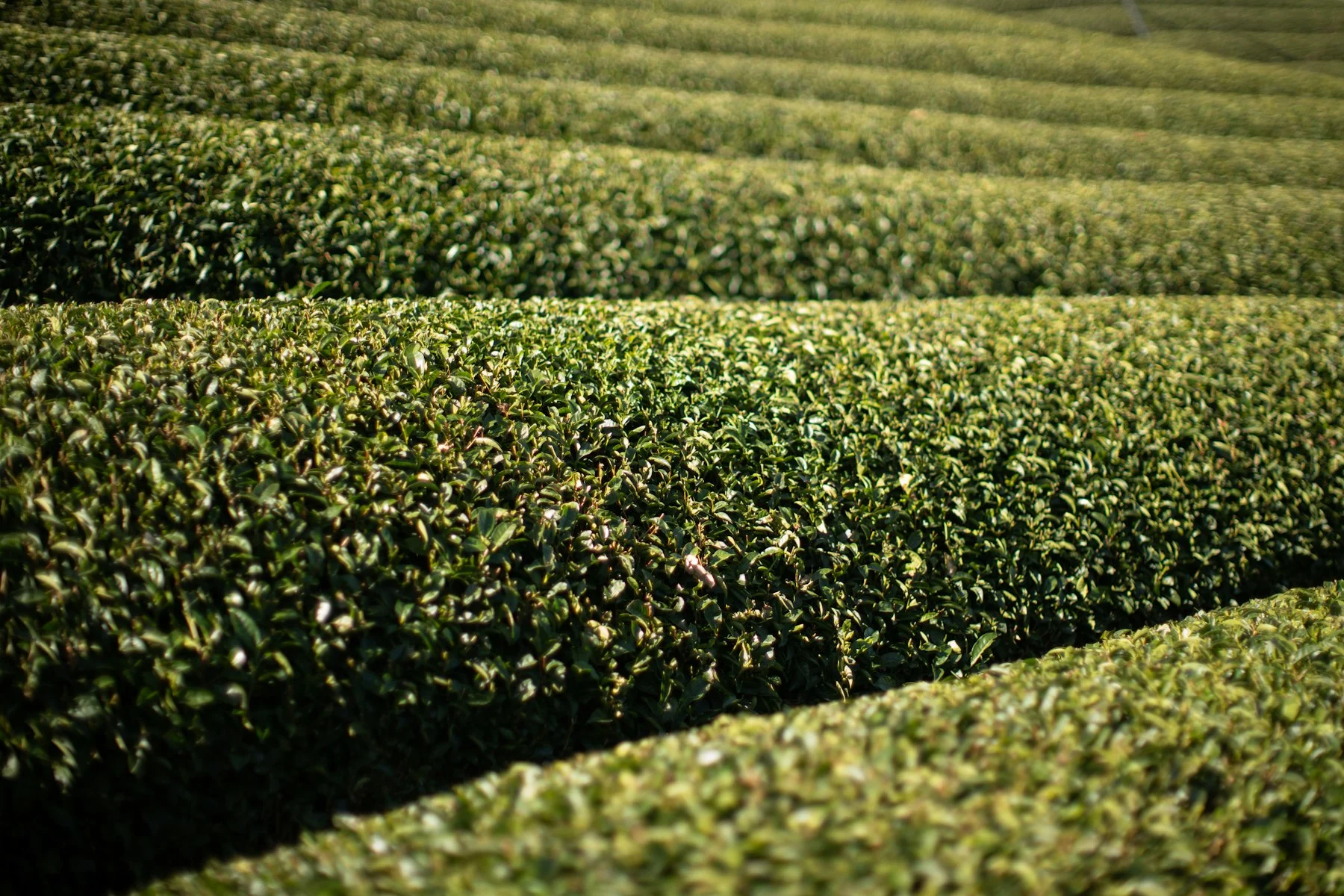 Japanese tea field in Wazuka Kyoto Japan showing rows of green tea bushes used for matcha production