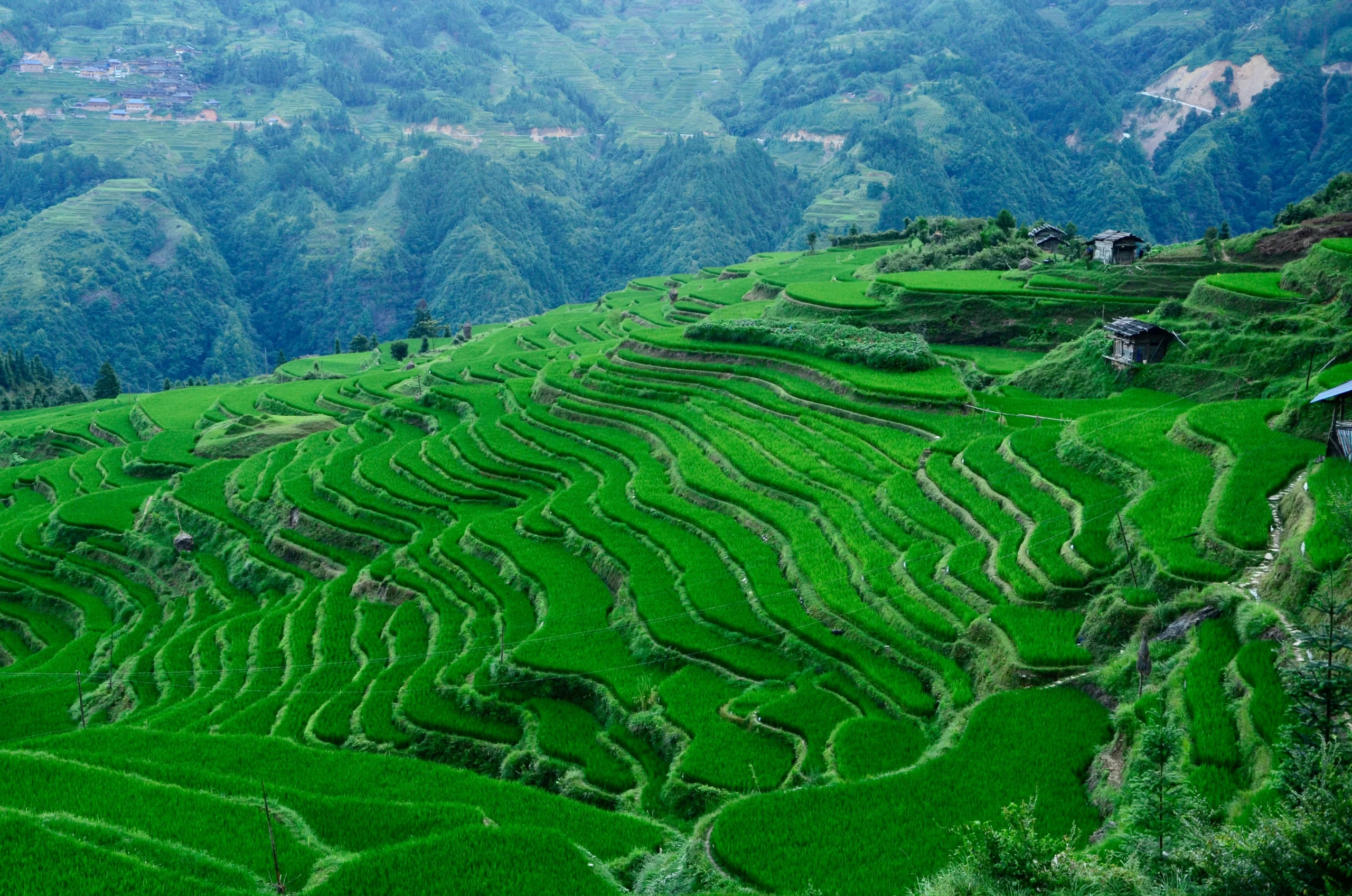Terraced green tea plantation in Guizhou China - alternative matcha sourcing region with large-scale production capacity