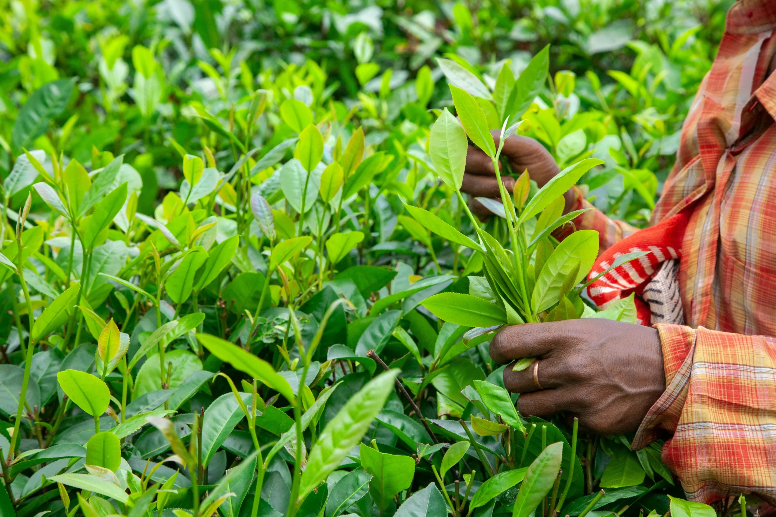 Hands picking fresh green tea leaves from bushes during harvest season - labor-intensive tencha harvesting process